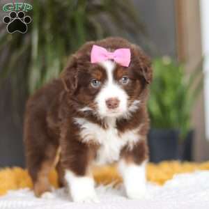 Digger, Miniature Australian Shepherd Puppy